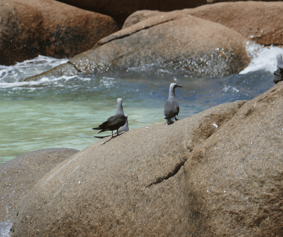 Petite Anse Kerlan